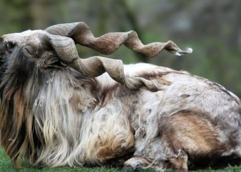 Markhor