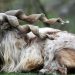Markhor