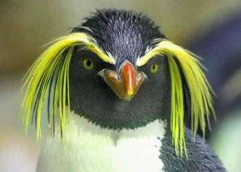 Northern rockhopper penguin
