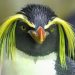 Northern rockhopper penguin