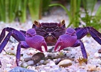 Princess Crab