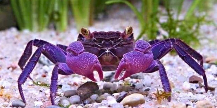 Princess Crab