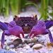 Princess Crab
