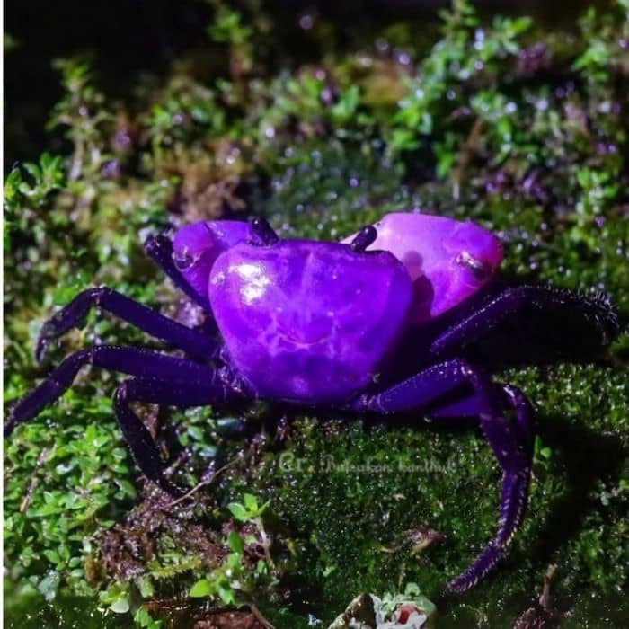 Princess Crab in facing backside on a green surface