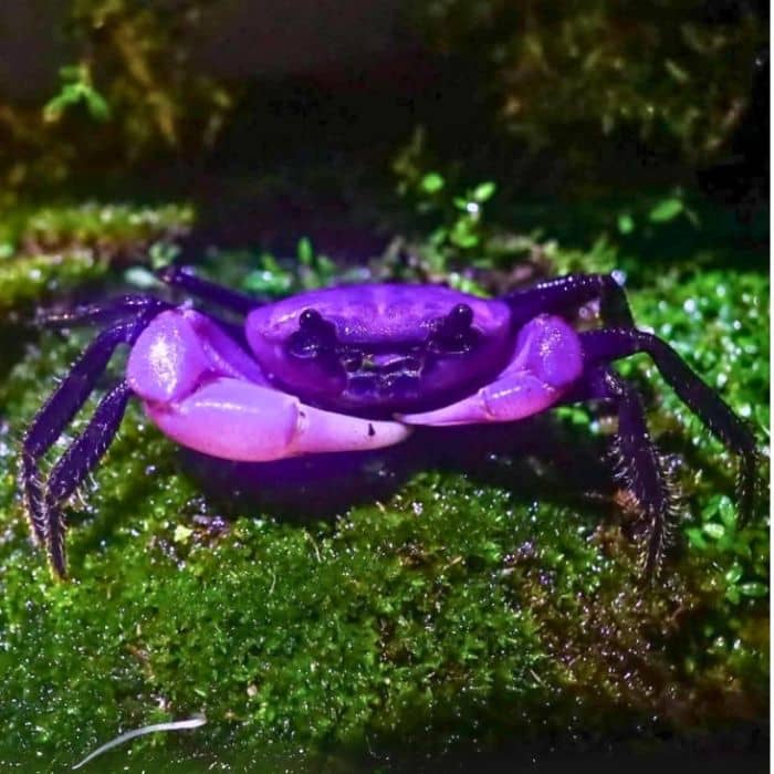 Princess Crab in facing on a green surface