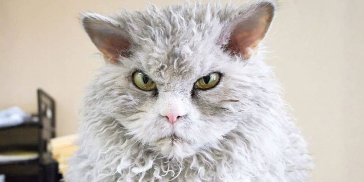 Selkirk Rex