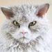 Selkirk Rex