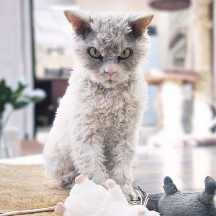 Selkirk Rex Close Up