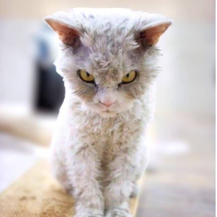 Selkirk Rex Close