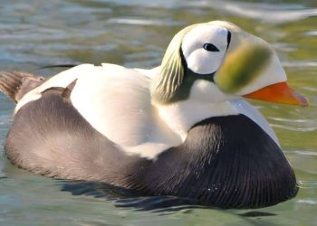Spectacled eider