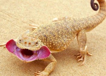 Toad-headed Agama
