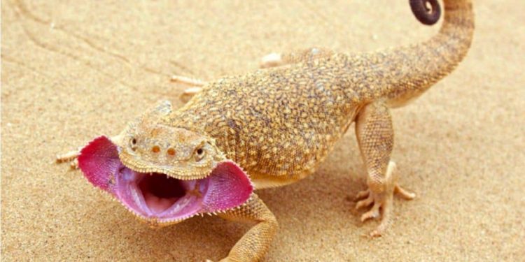 Toad-headed Agama