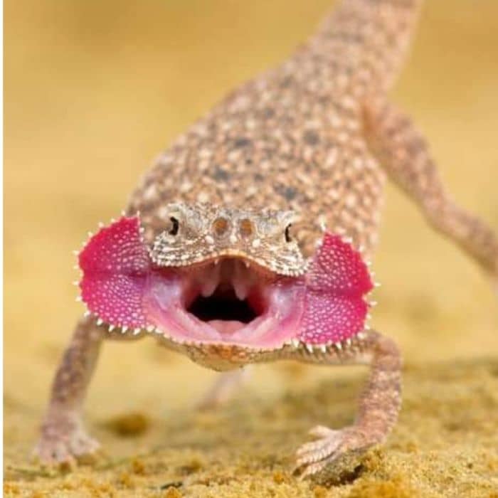 Toad-headed Agama facing at camera with full boday