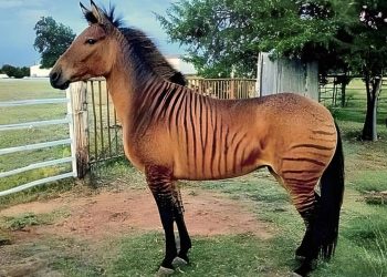 Zorse