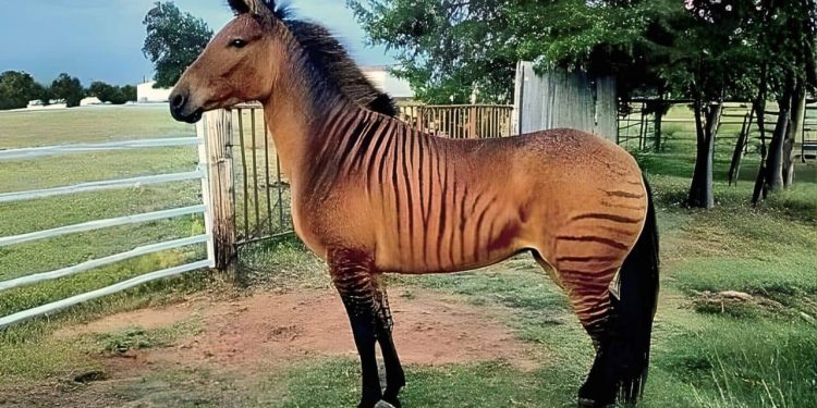 Zorse
