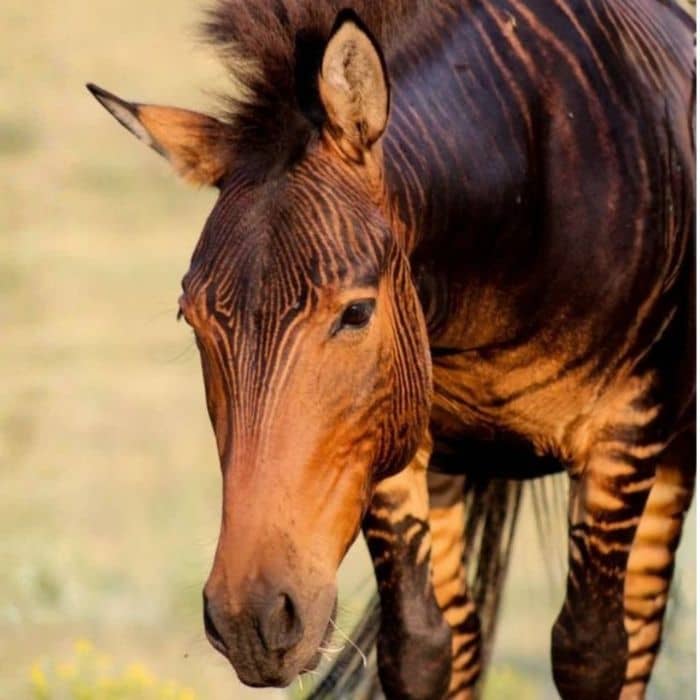 Zorse Head
