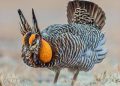 Greater prairie-chicken