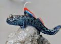 Rainbow Mudskipper