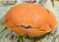 Box Crab full image